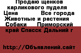 Продаю щенков карликового пуделя › Цена ­ 2 000 - Все города Животные и растения » Собаки   . Приморский край,Спасск-Дальний г.